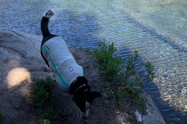 Dog wearing cooling vest walks along rocky path above lake