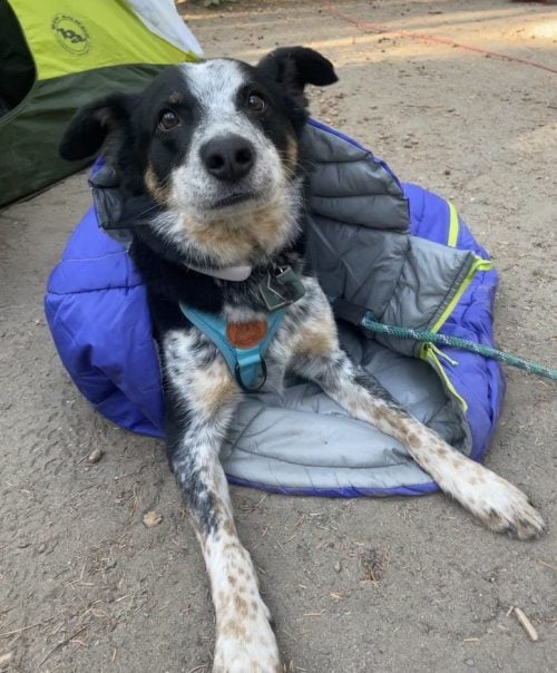 Cattle Dog rests on sleeping bag in front of tent