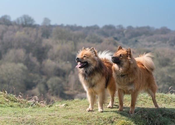 Two Eurasier dogs in the sunshine