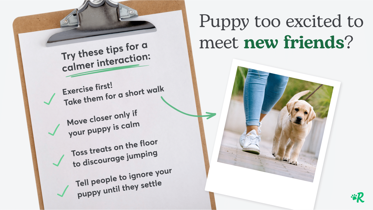 A clipboard with tips on how to socialize an excitable puppy to people