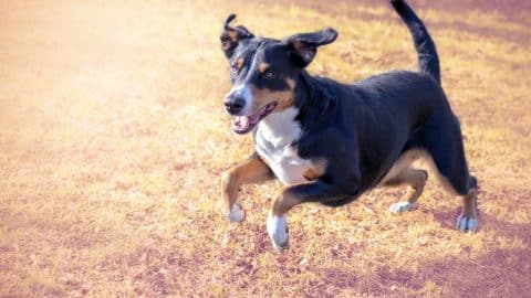 Appenzell cattle dog running on the grass
