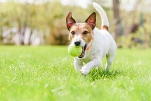 Dog with zoomies playing outside