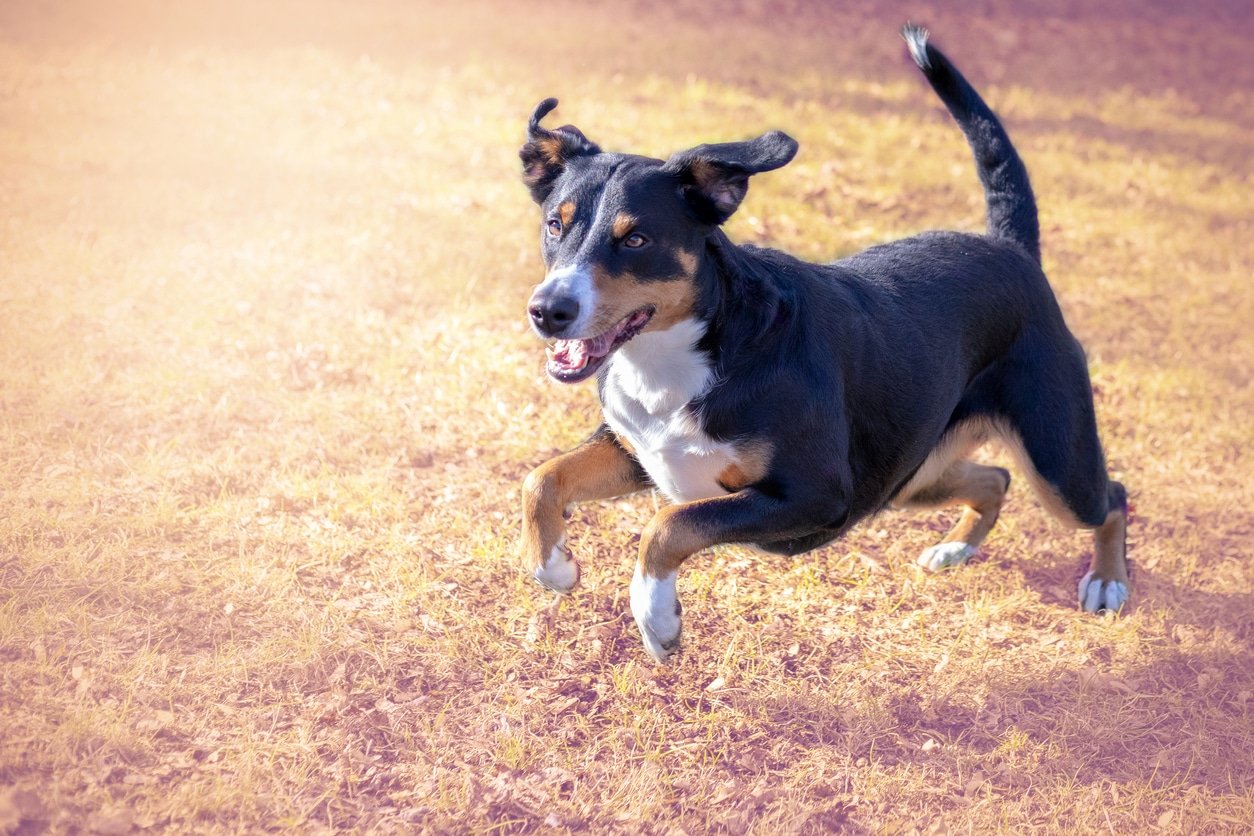 How to Excercise High Level Energy Dogs While Obedience Training: Effective Tips