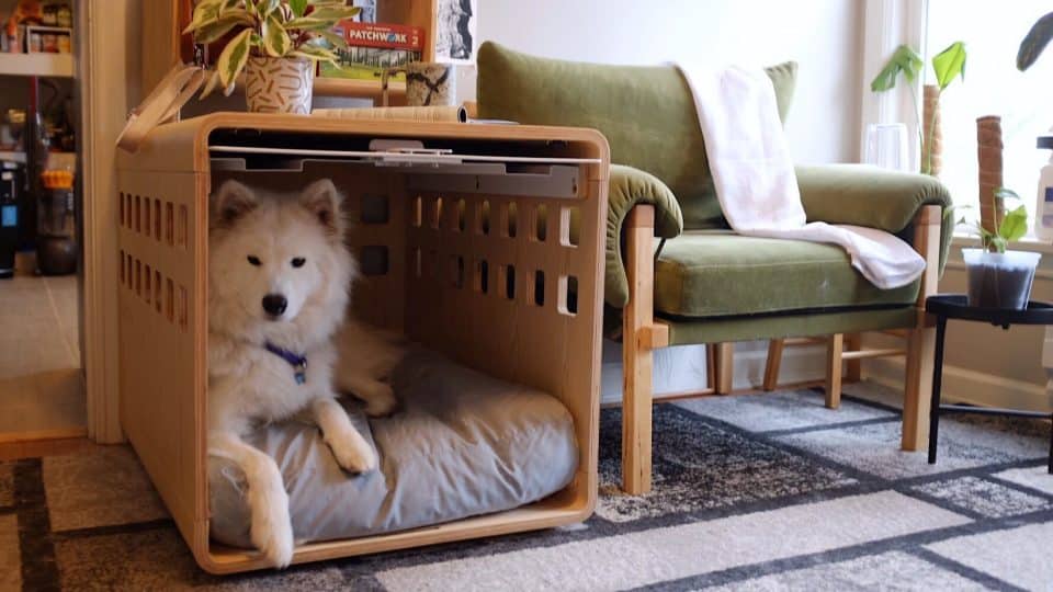 Fable crate with a Samoyed looking out