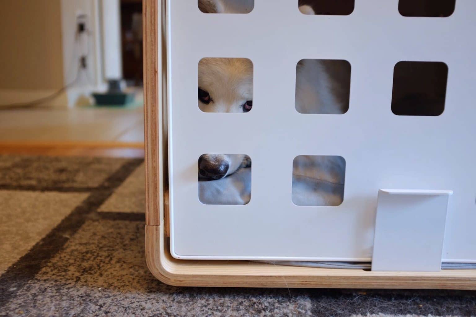 Rover Test Pups Review the Luxurious Fable Dog Crate
