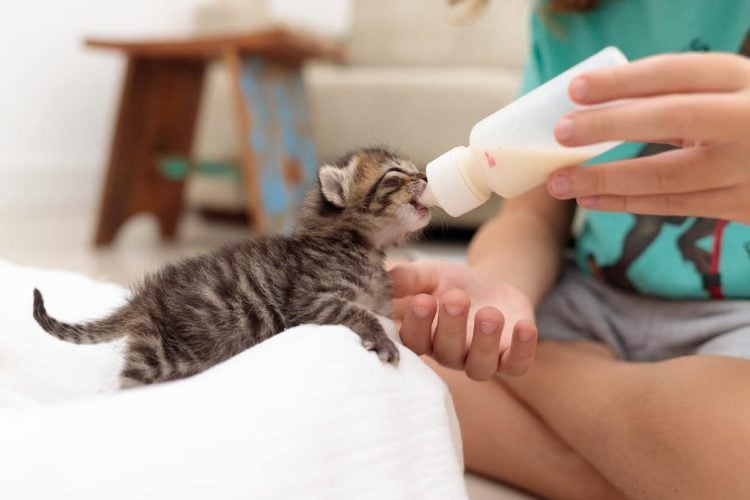 Bottle feeding a young kitten