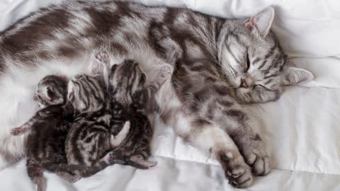 Mother cat nursing kittens on blanket