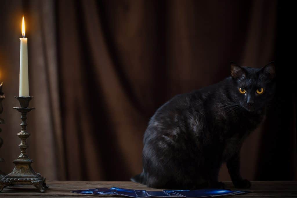 Black cat staring over tarot cards