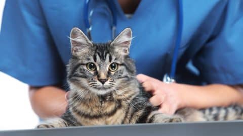 A cat getting a check-up at the vet