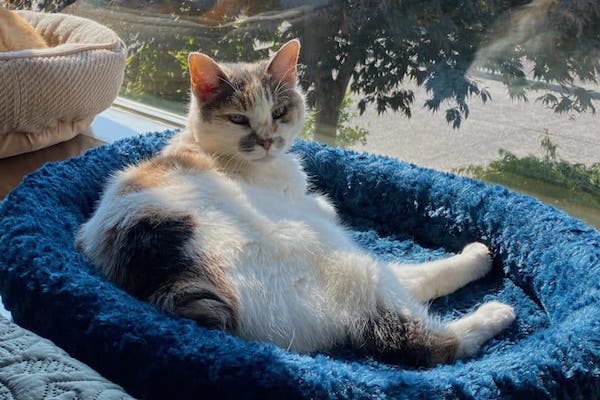 Cat naps in sunlit Fashion Splash heated cat bed