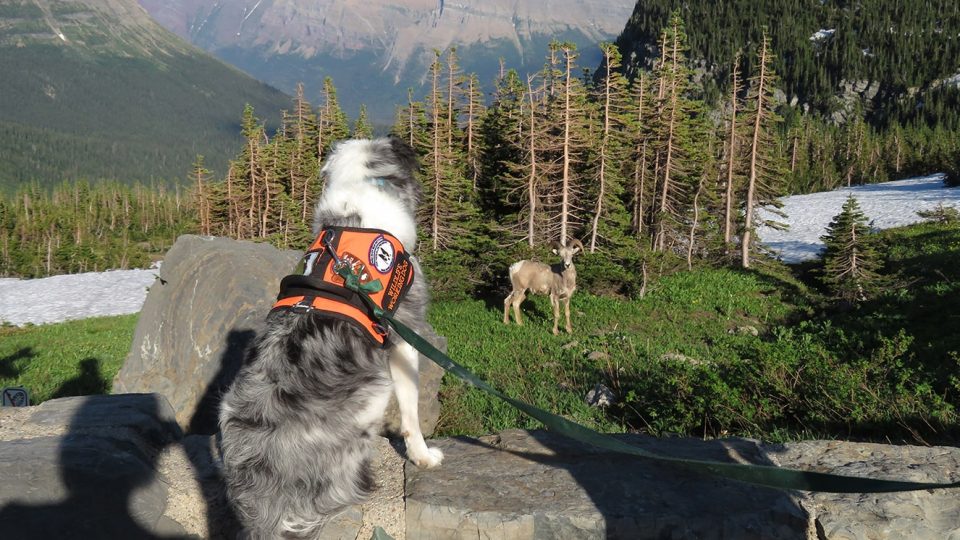 Gracie the Bark Ranger in Glacier National Park