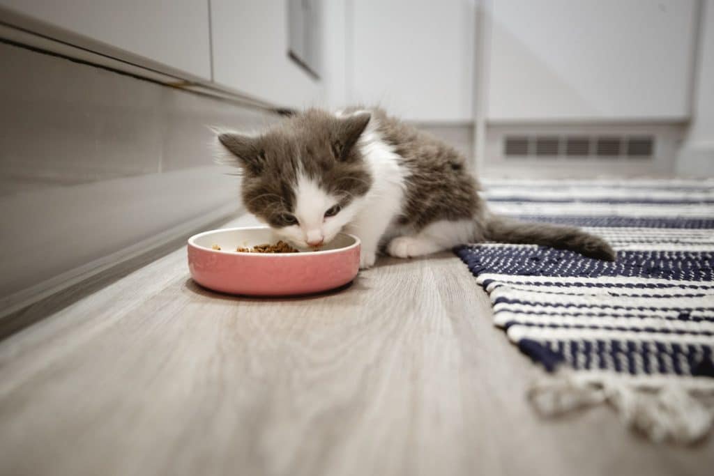 A kitten eating dry food in the kitchen 