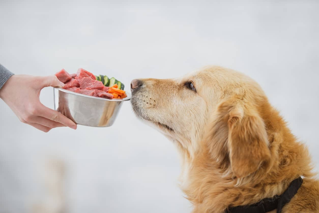 Can Dogs Eat Raw Meat? The Dog People by
