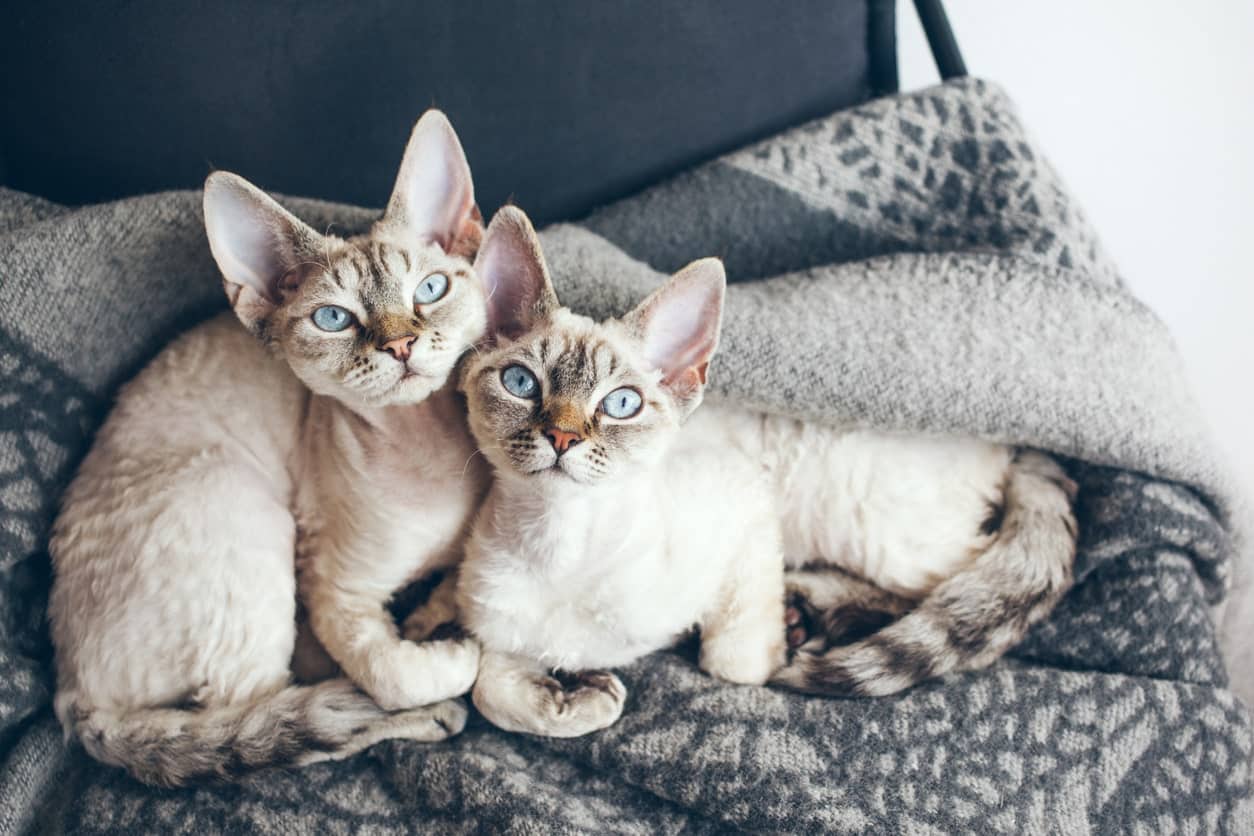 Deciding between male and female cats