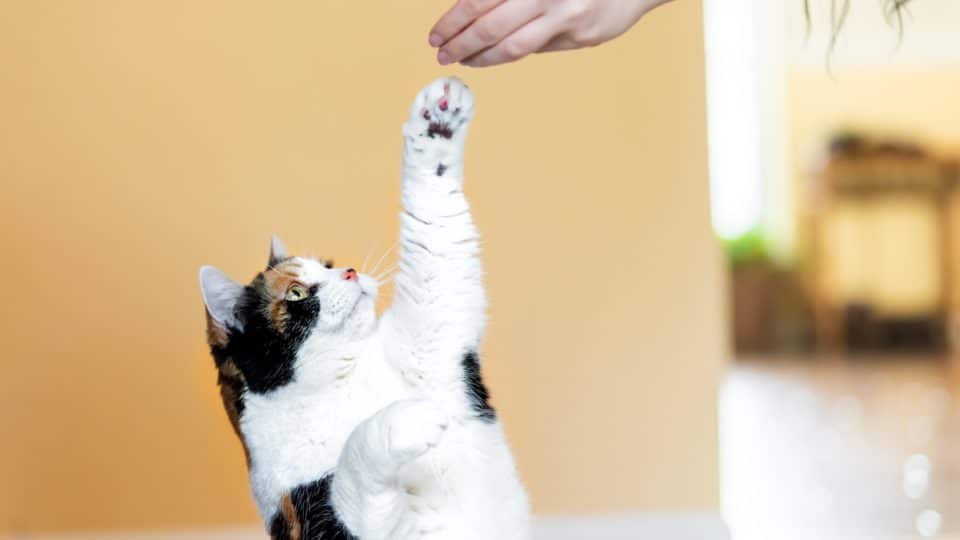 Calico cat standing up on hind legs, begging, picking, asking food in living room, doing trick with front paw, claws with woman hand holding treat, meat