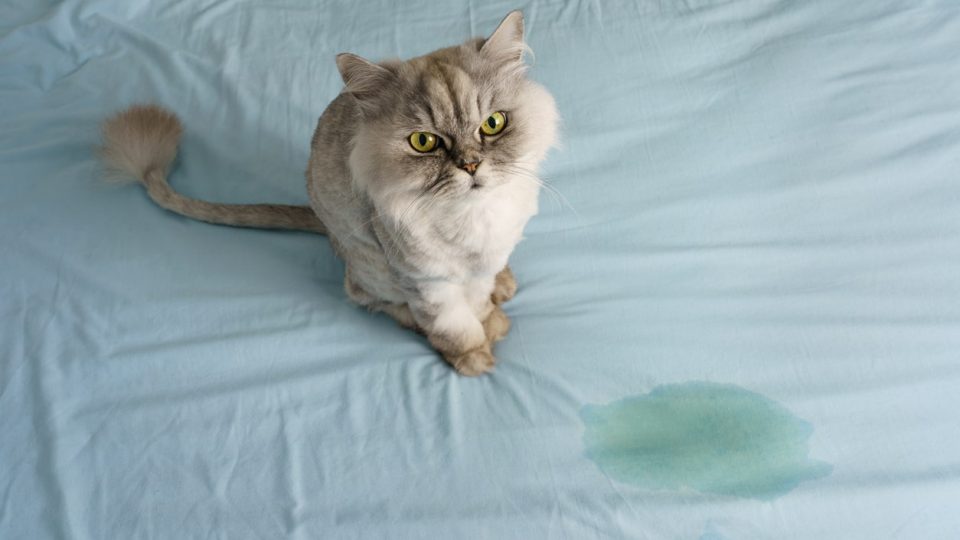 Female cat after spraying on the bed