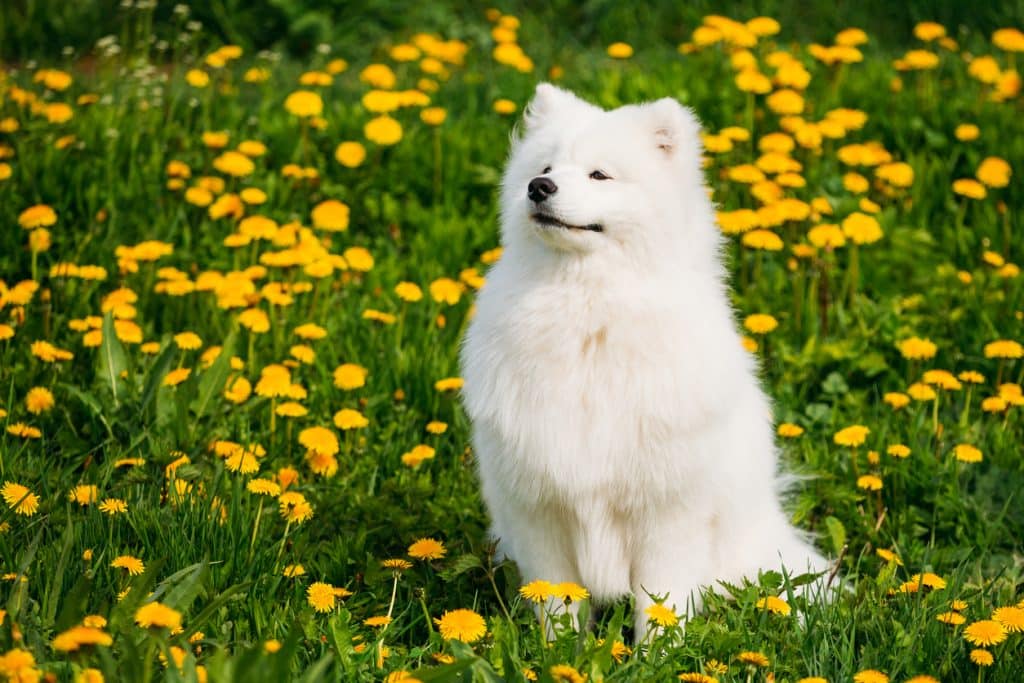 White Samoyed smiling in field of flowers