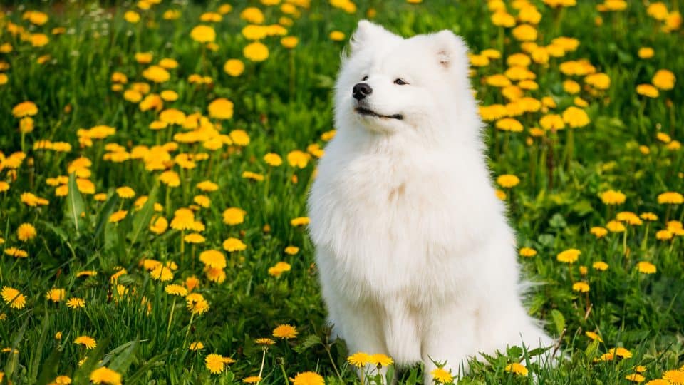 White Samoyed smiling in field of flowers