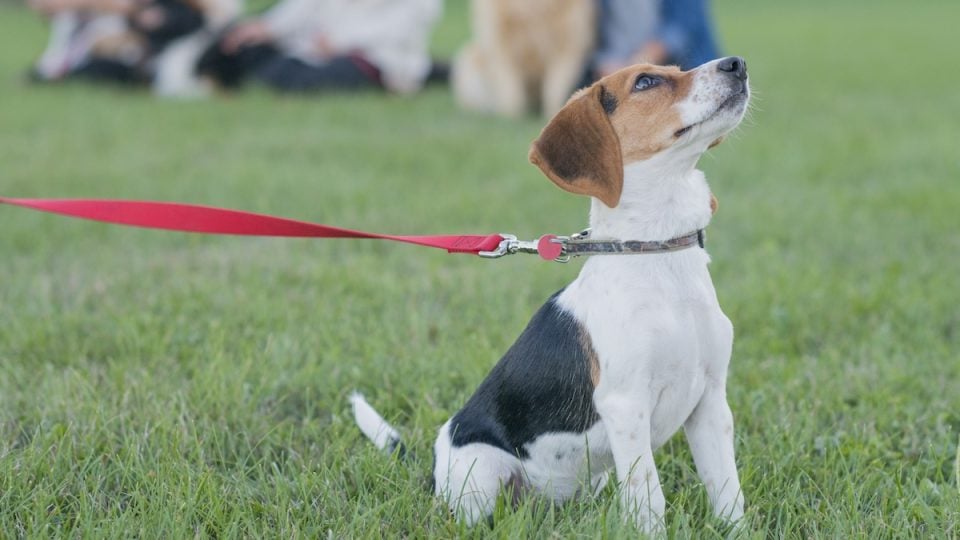 Dog sitting on leash in outdoor training class