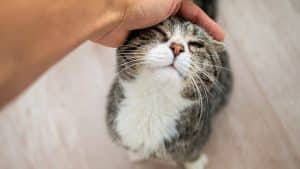 From above faceless male owner patting cute elderly gray cat at home