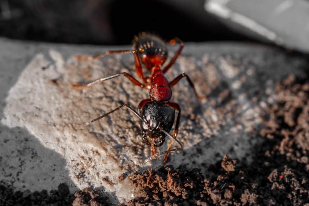Extreme close-up of one common red ant insect viewed from above, macro on ground at sunset in summer season.