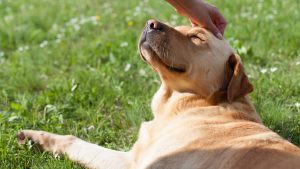 Happy Labrador Retriever receiving a pat on the head in a grassy field