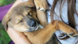 A new German Shepherd Dog, Husky mixed breed puppy is sleeping in her owner's arms.
