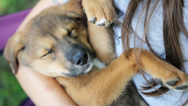A new German Shepherd Dog, Husky mixed breed puppy is sleeping in her owner's arms.