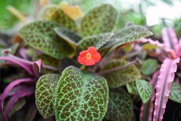 Flame violet plant
