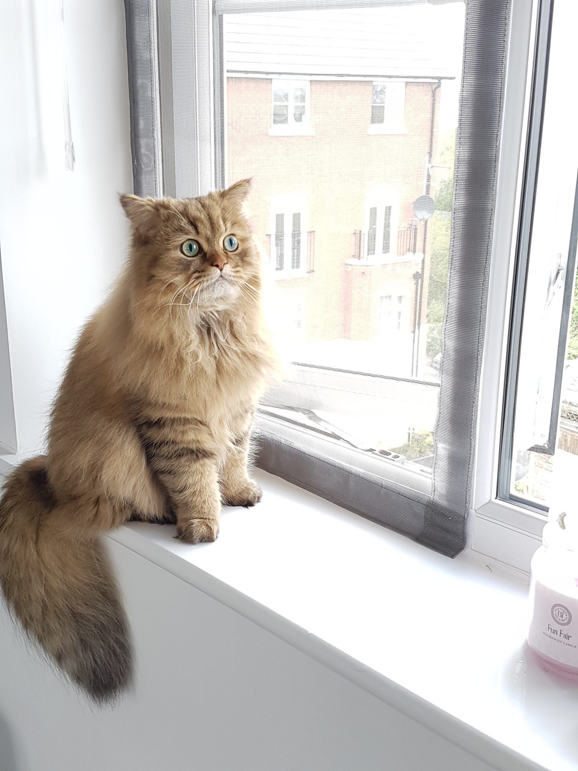 cat-proof window screens from Flat Cat