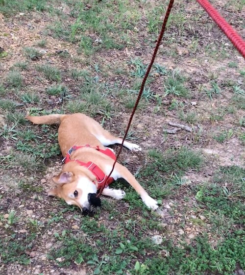 A dog plays with the Outward Hound flirt pole in the park