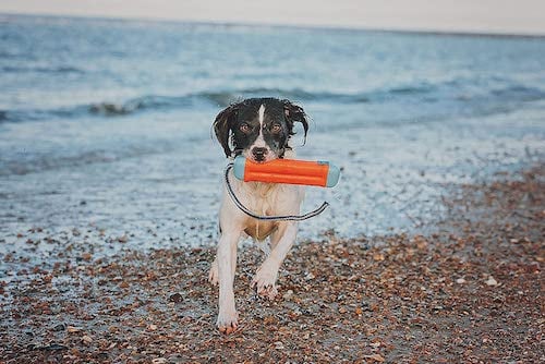 Dog carrying orange floating toy