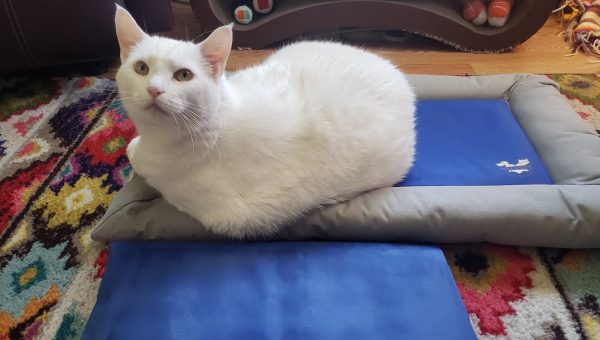 White cat sits on ArfPets cooling mat