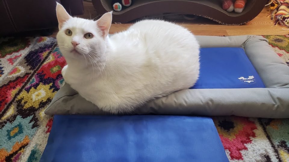 White cat sits on ArfPets cooling mat