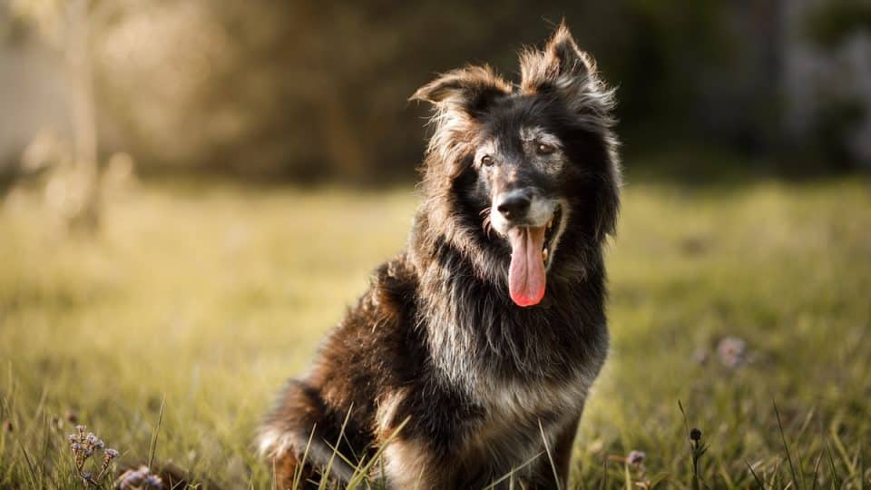 Fluffy black dog sitting in a sunlit field