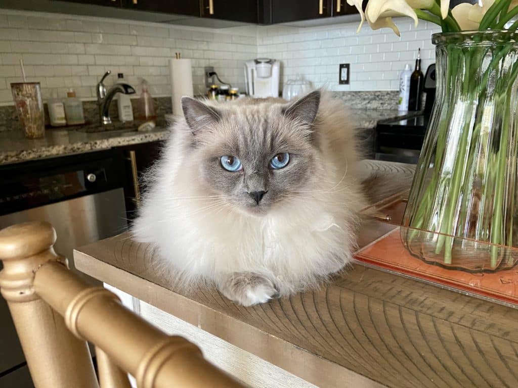 Gato feliz en una mesa de cocina