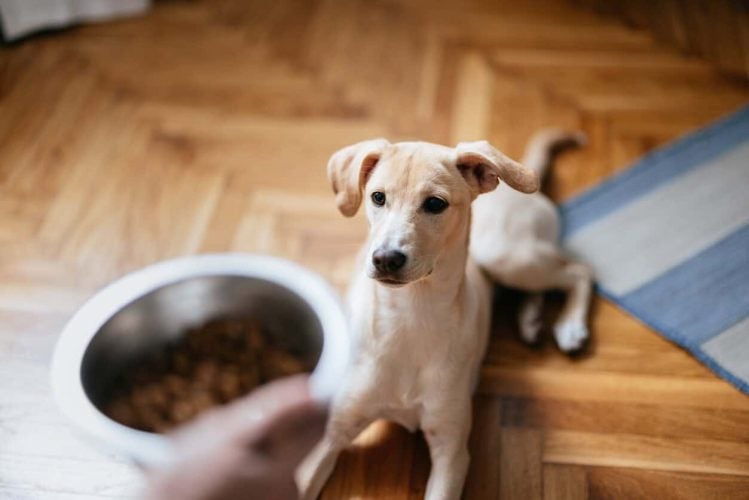Person putting bowl of food in front of dog