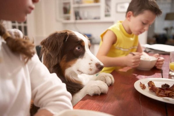 Dog at table begging for breakfast foods