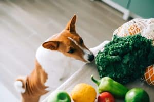 Dog sniffing vegetables on counter