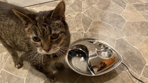 cat with stainless steel fountain