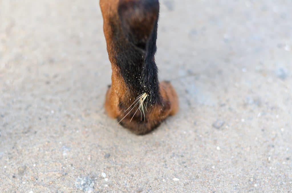 A foxtail embedded in a dog's paw