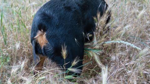 A dog with embedded foxtails