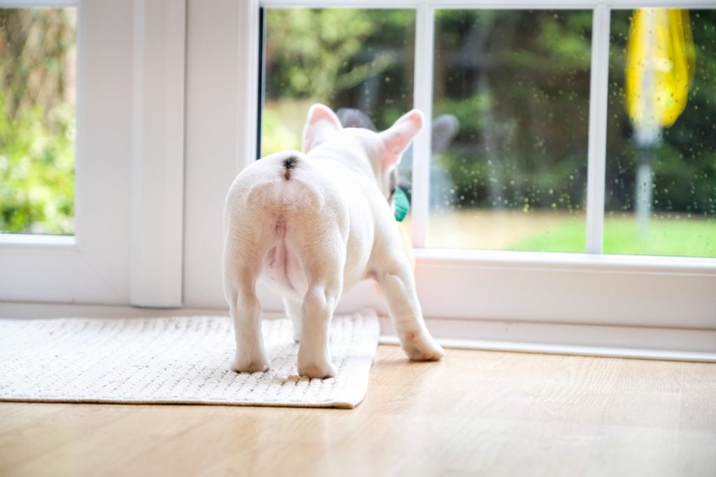 8 weeks old Frenchie puppy waiting at the door