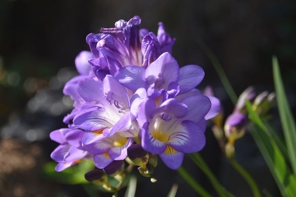 Freesia flowers
