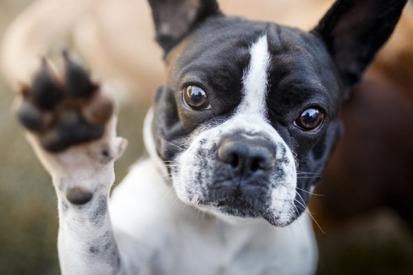 French Bulldog sits back with paw in the air