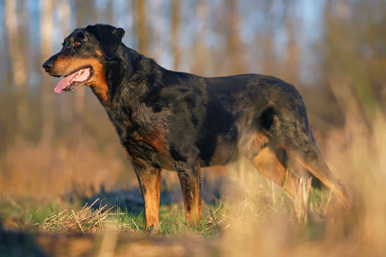Beauceron standing outside in brown grass