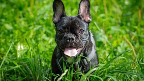 French Bulldog sitting in grass