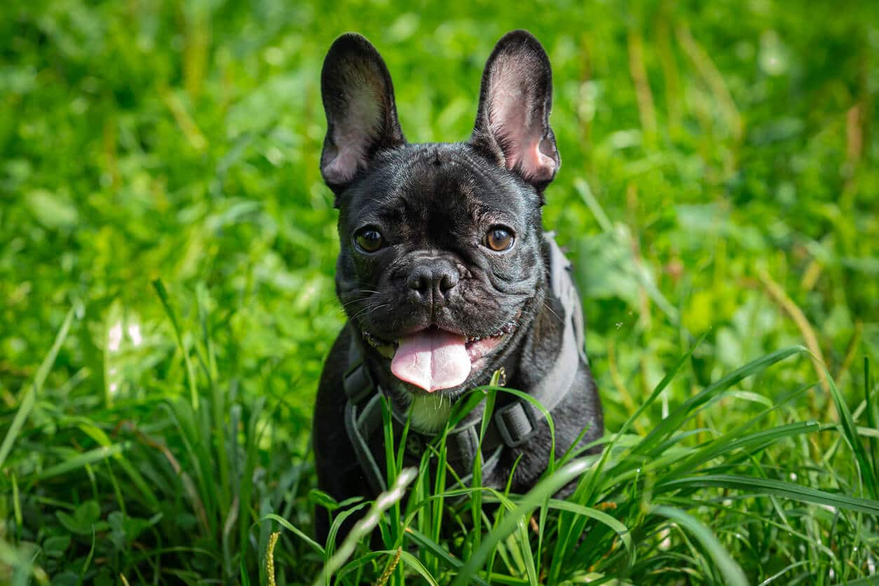 French Bulldog sitting in grass