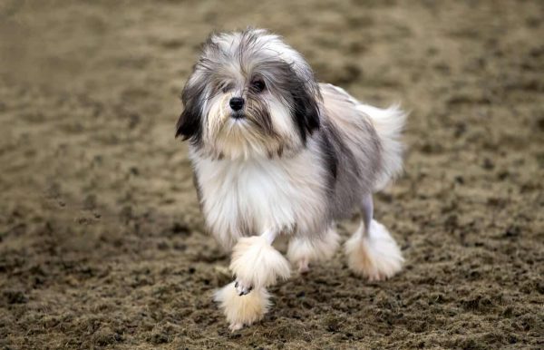 Löwchen standing in sand