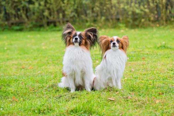 Two Papillons sitting in grass